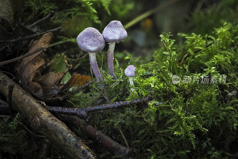 Cystolepiota bucknallii是担子菌属真菌的一种。